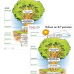 Boom van de 7 gewoonten posterset - 2 posters A1