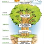 Poster Boom van de 7 gewoonten (A1)